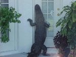 alligator-knock-front-door2.jpg
