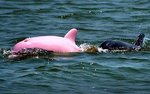 Pink dolphin.jpg