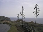malta3_157.jpg