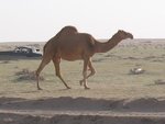 camel_185.jpg