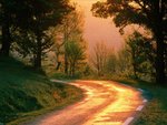 forest6_837.jpg