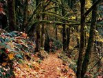 forest3_193.jpg