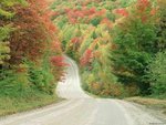forest2_950.jpg