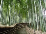 forest1_179.jpg