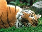 sleepy_siberian_tiger_974.jpg