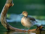 pintail_hen_818.jpg