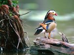 mandarin_drake_301.jpg