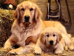 family_portrait_146.jpg