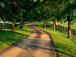 tree-lined_drive_on_horse_farm__kentuckyb_190.jpg