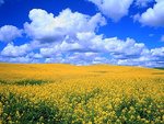 rapeseed_field__idaho_196.jpg