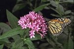 butterfly-77_3b_368.jpg