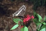 butterfly-82_3b_337.jpg