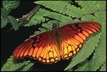 butterfly-49_102.jpg