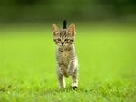 cat_112.jpg