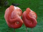 flamingo_197.jpg