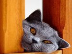 cat-2_111.jpg