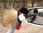 bird-miror_109.jpg