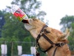thirsty_238.jpg