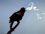 bird-2_248.jpg