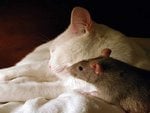 cat-rat_131.jpg