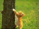 cat-tree_100.jpg