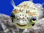 fish_144.jpg