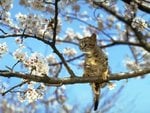 cat.tree_742.jpg
