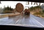 tree_142.jpg