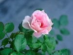 minirose_srgb_185.jpg