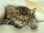 cat_172.jpg