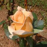 earl_20rose_20may_2005b_184.jpg