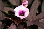 IMG_4885.jpg