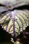 IMG_4863c.jpg