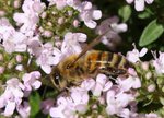 Bee3.jpg