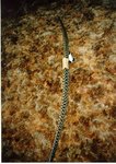 bow-bullsnake.jpg