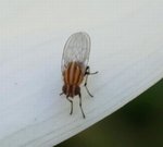 Bug1 091103.jpg