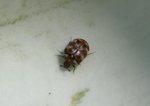 Bug2 091103.jpg