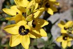 Flower1 091103.jpg