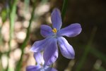 Flower3 091103.jpg