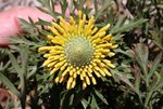 Flower5 091103.jpg