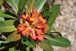 Flower6 091103.jpg
