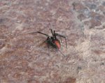 Redback_7587.JPG