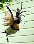 Bird.JPG