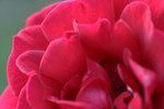 IMG_5731w.jpg