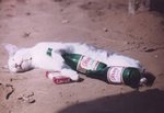 Passed out Cat.jpg