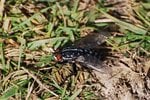 field_fly.jpg