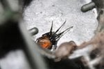 RedBack 1.jpg