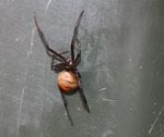 RedBack 2.jpg