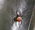 RedBack 3.jpg