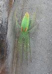 Spider.JPG